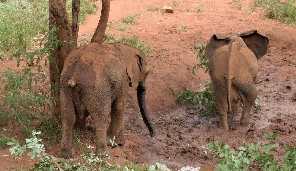 Wild Wonderful World Rewilding Orphaned Elephants in Zambia The